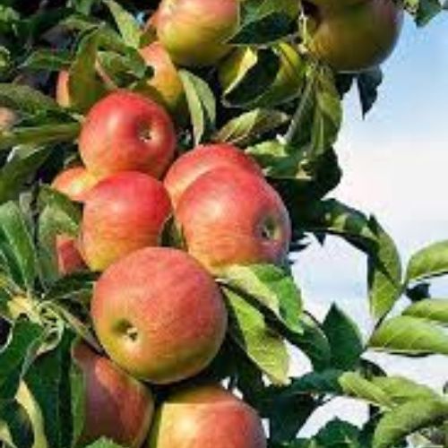 Apple Fruit Plant Manufacturer & Supplier in India